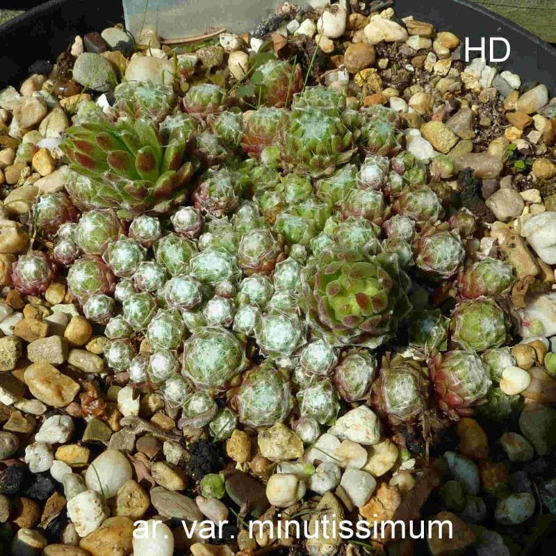 arachnoideum (minutissimum)