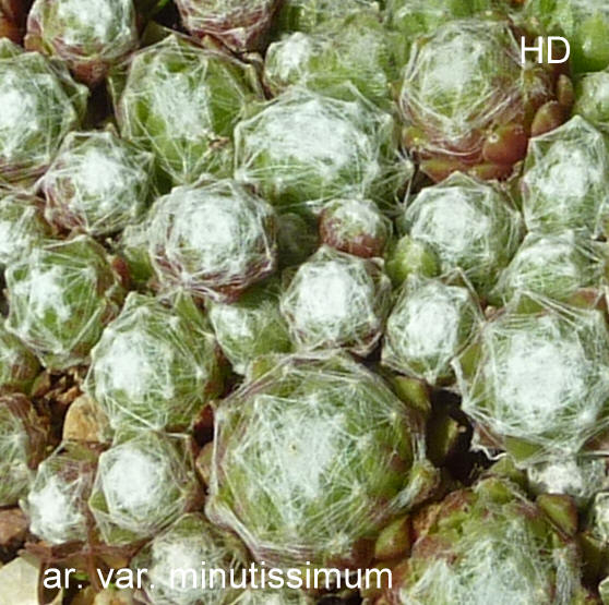 arachnoideum (minutissimum)