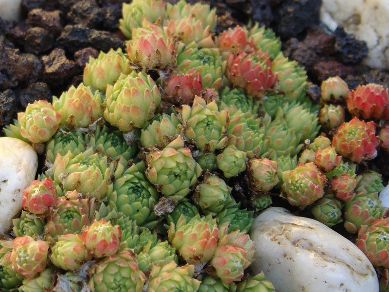 arachnoideum (rubrum) from Wallis