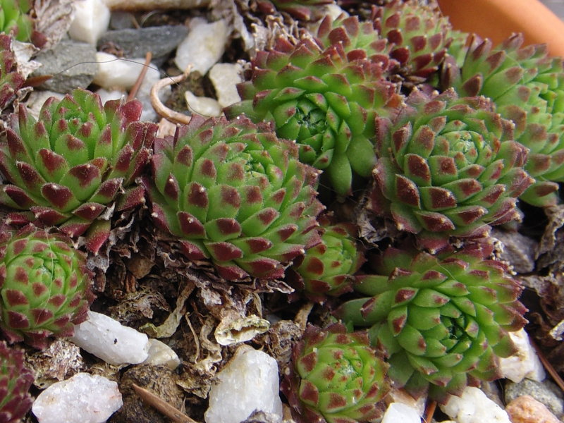 arachnoideum (rubrum) from Wallis