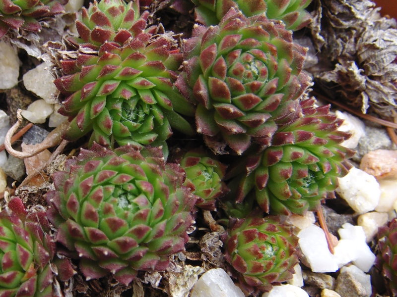 arachnoideum (rubrum) from Wallis