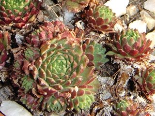 arachnoideum (rubrum) from Wallis