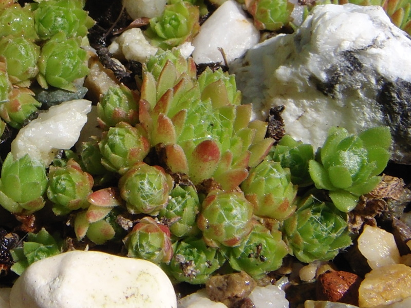 arachnoideum (rubrum) from Wallis