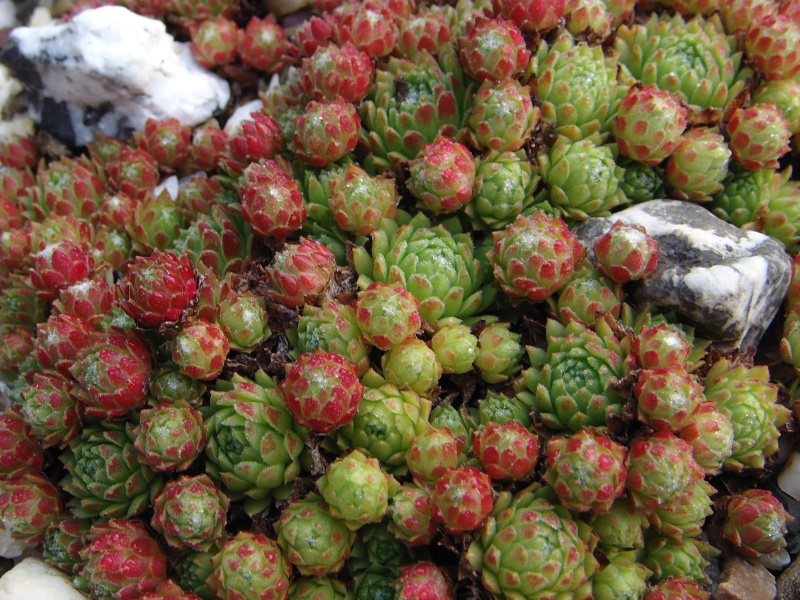 arachnoideum (rubrum) from Wallis