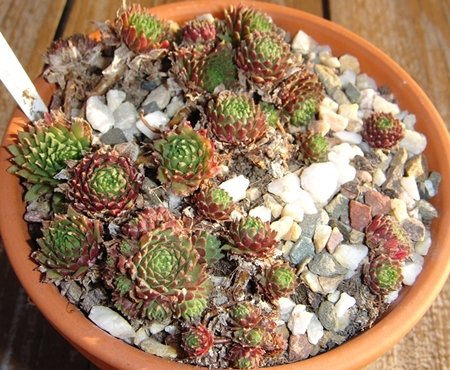 arachnoideum (rubrum) from Wallis
