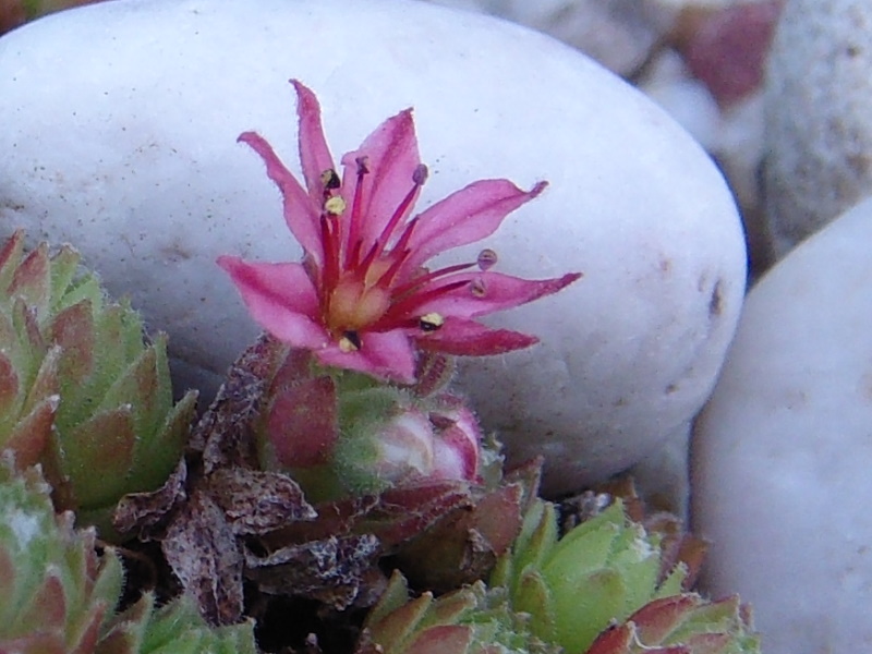 arachnoideum (rubrum) from Wallis