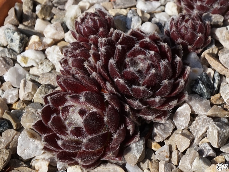 arachnoideum (sanguineum)