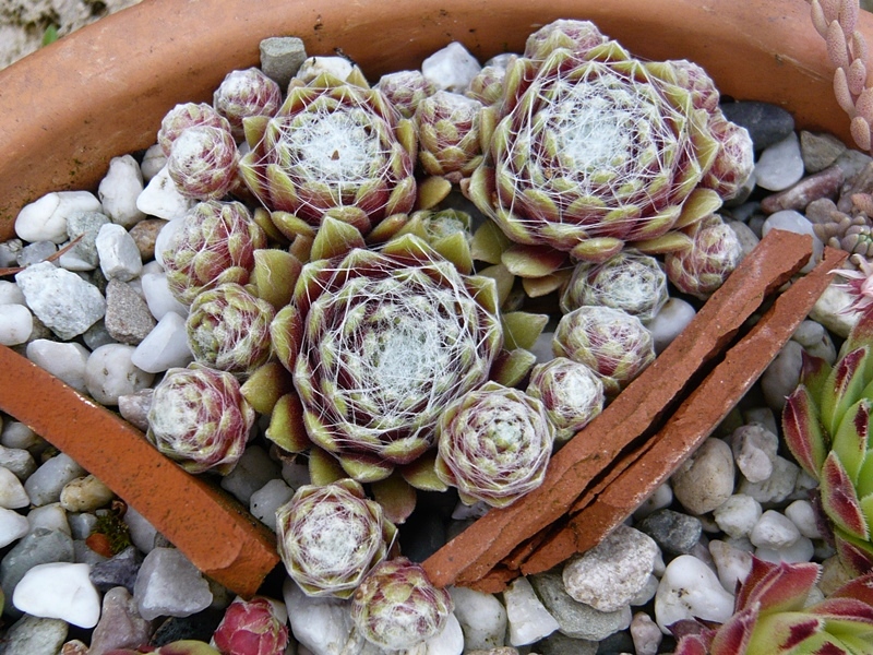 arachnoideum (zarubianum)