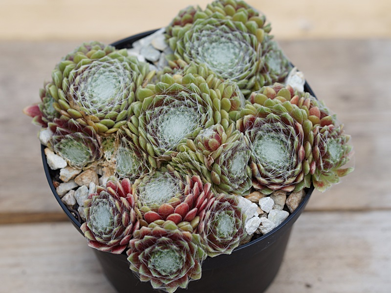 arachnoideum (zarubianum)