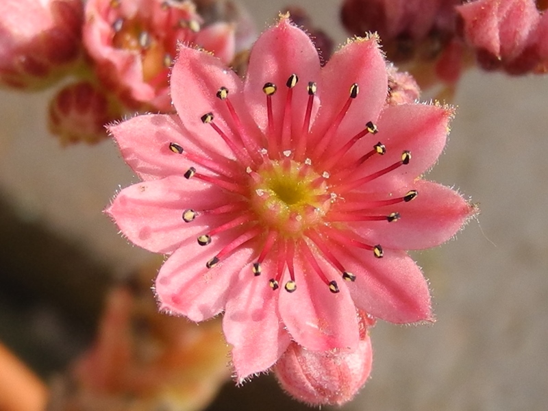 arachnoideum (zarubianum)