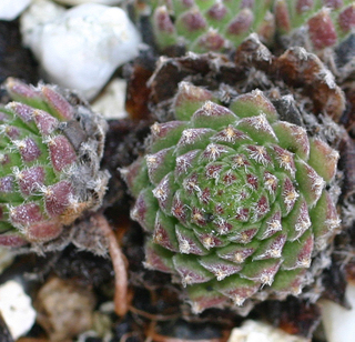 arachnoideum from Andorra