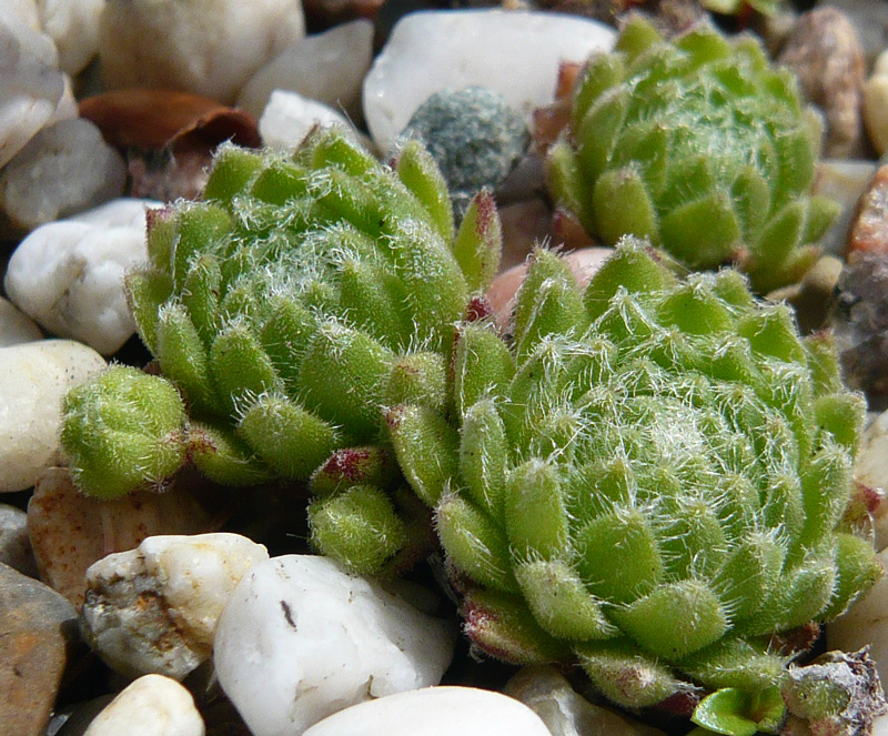 arachnoideum from Andorra