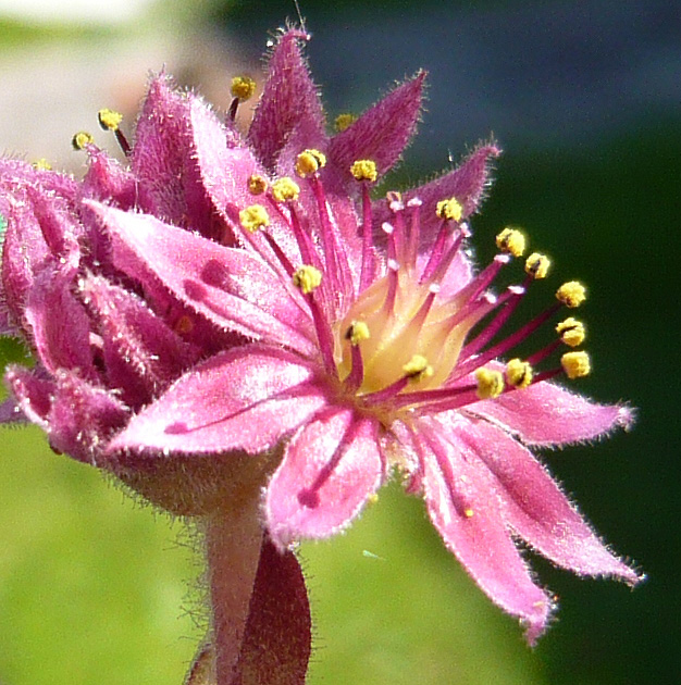 arachnoideum from Andorra
