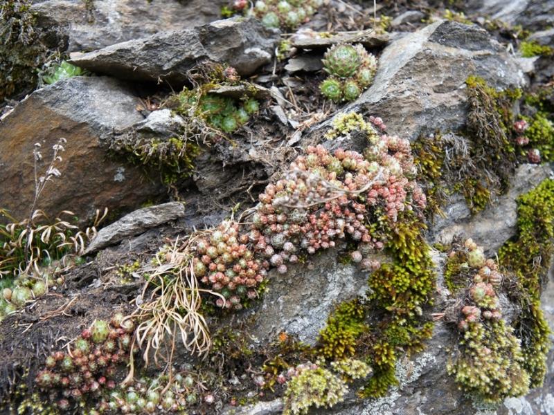 arachnoideum from Antholzer See