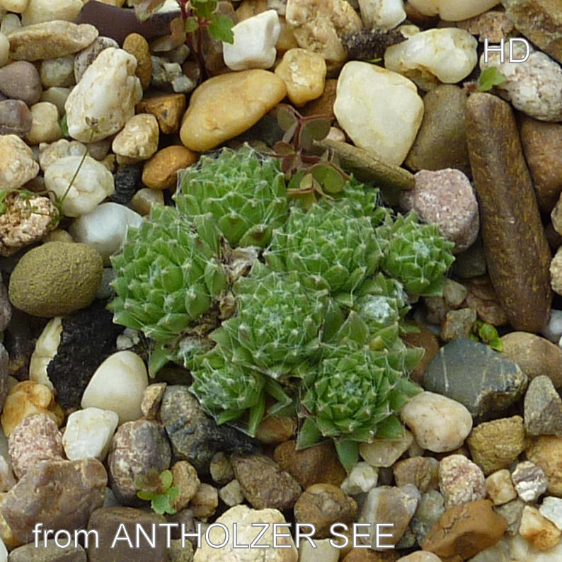 arachnoideum from Antholzer See