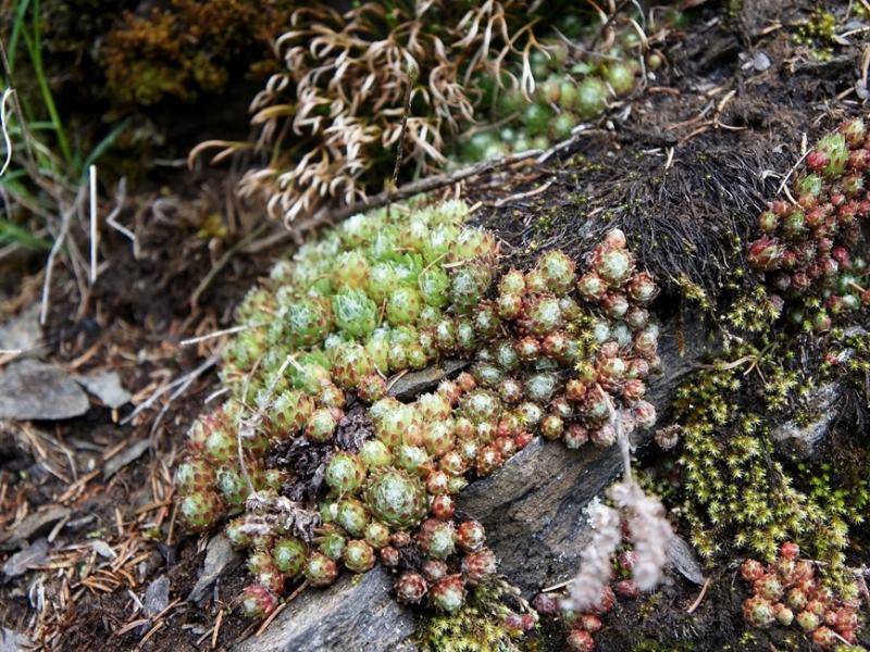arachnoideum from Antholzer See