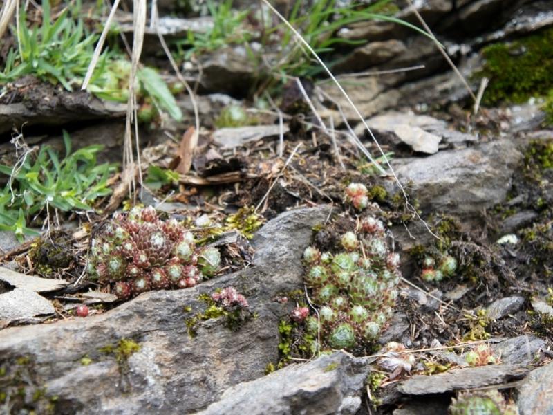 arachnoideum from Antholzer See