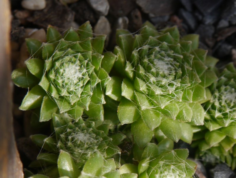 arachnoideum from Antholzer See