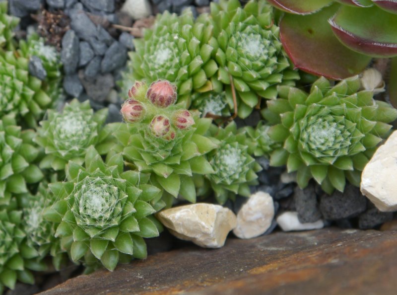 arachnoideum from Antholzer See