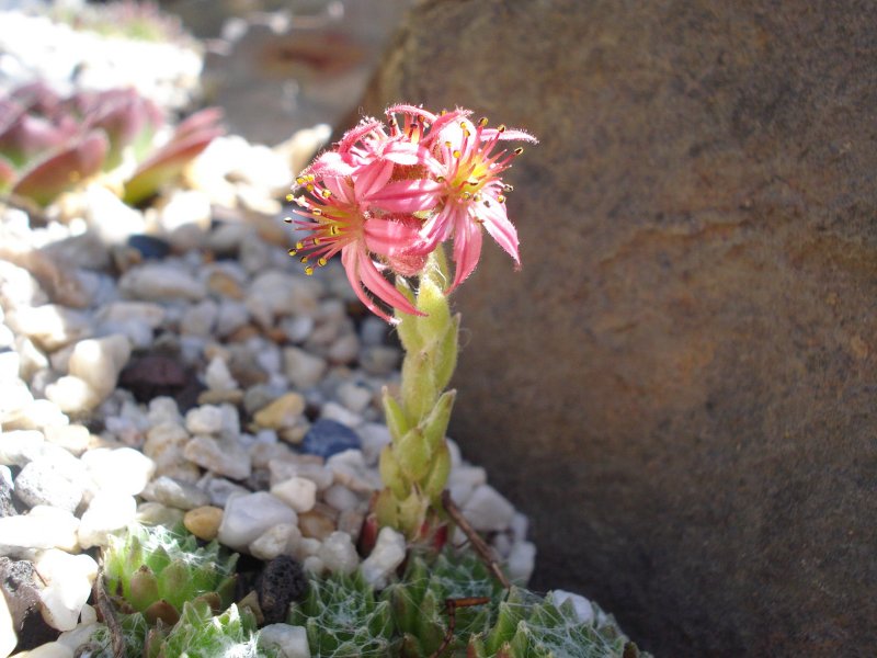 arachnoideum from Antholzer See