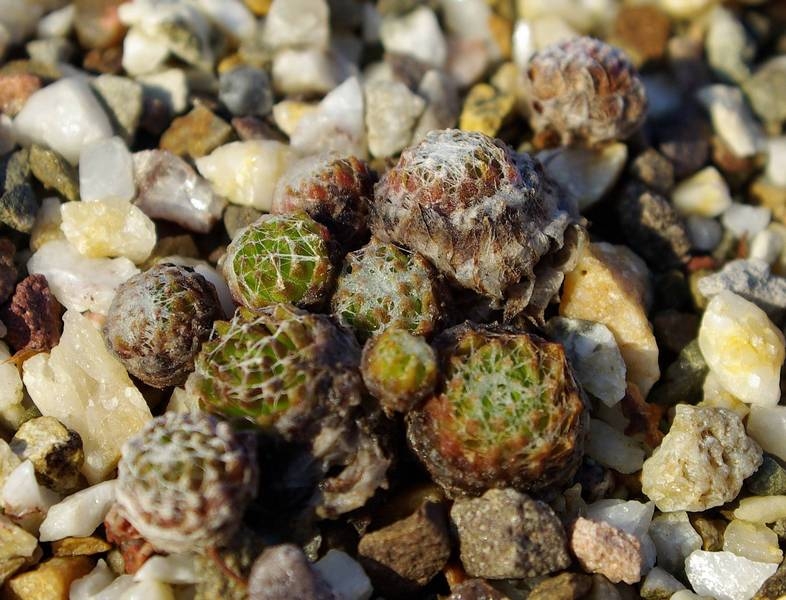 arachnoideum from Aprica