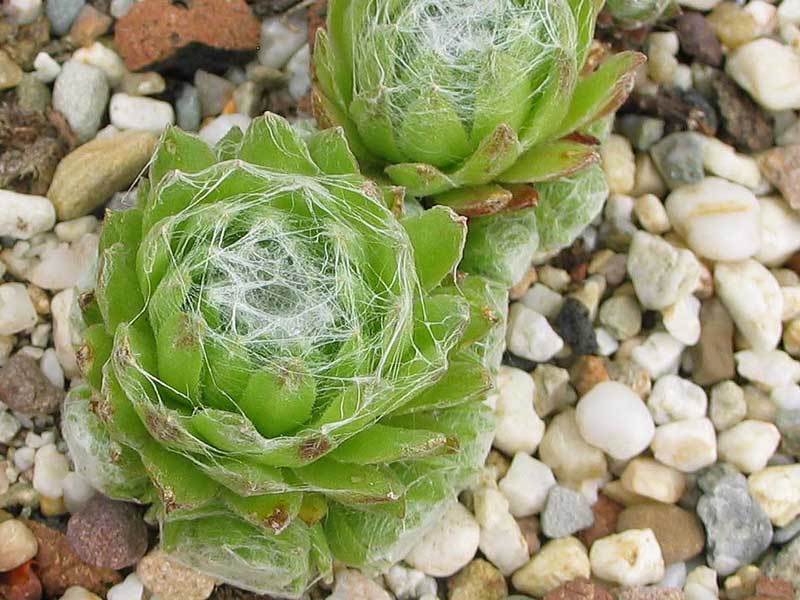 arachnoideum from Aprica