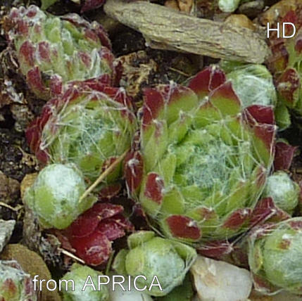 arachnoideum from Aprica