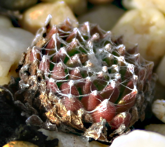 arachnoideum from Aprica