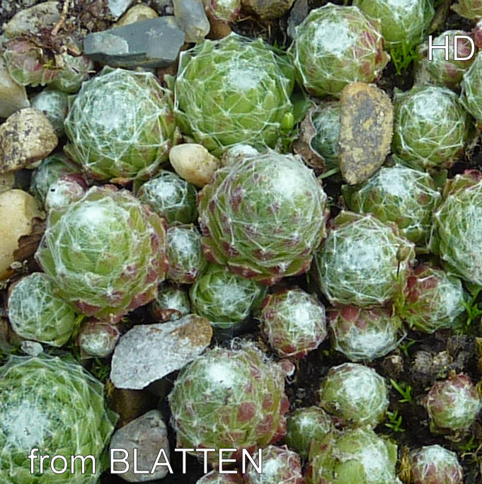 arachnoideum from Blatten
