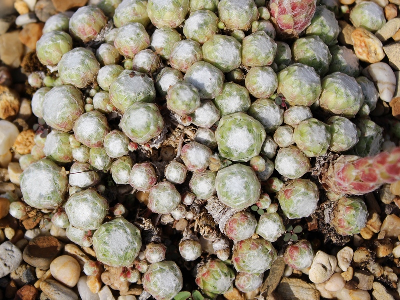 arachnoideum from Campo Staffi