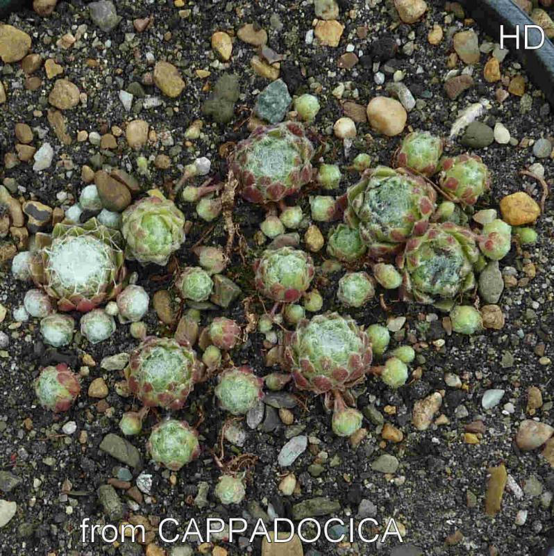 arachnoideum from Cappadocia