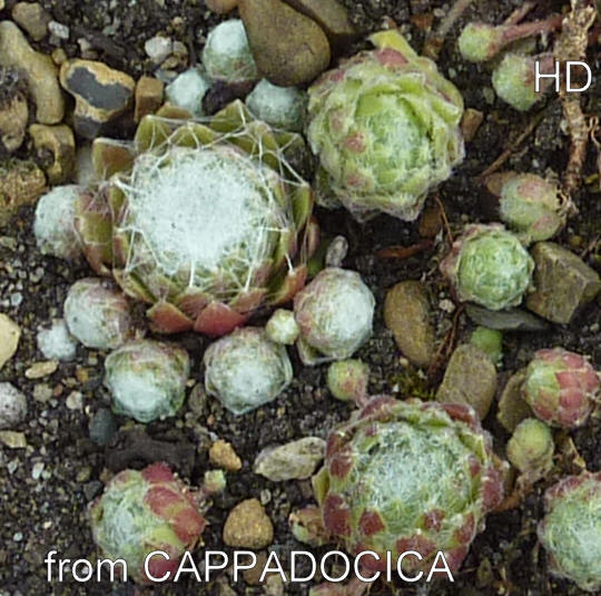 arachnoideum from Cappadocia