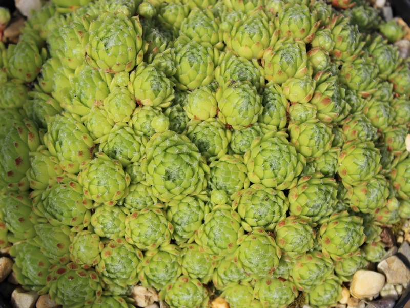 arachnoideum from Cascade de la Pisse