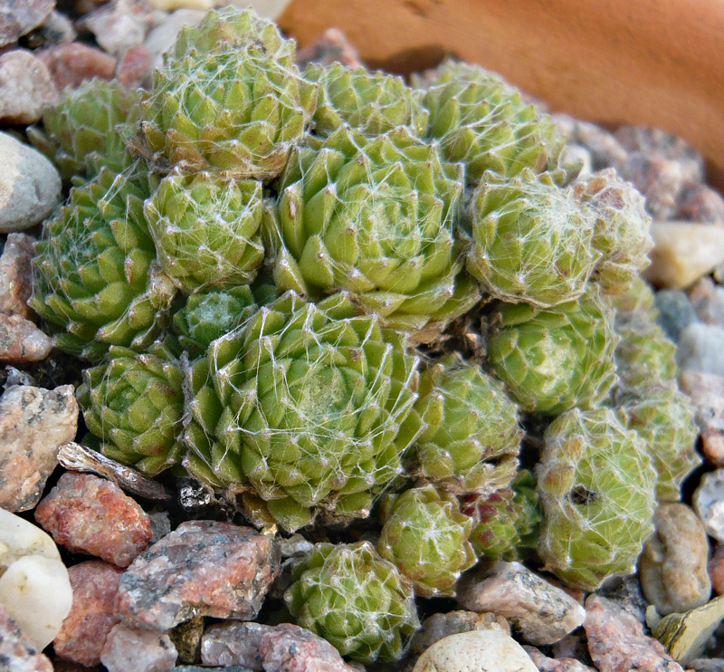 arachnoideum from Cascade de la Pisse