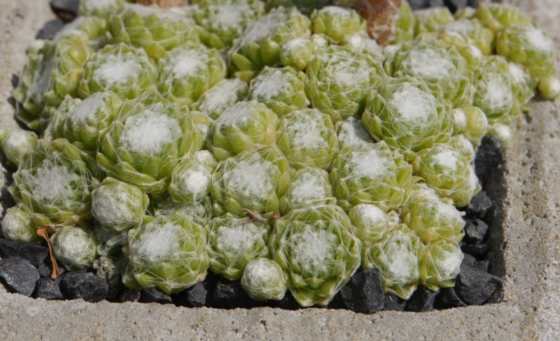 arachnoideum from Cascade de la Pisse