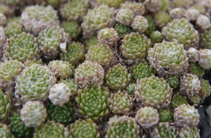 arachnoideum from Cascade de la Pisse