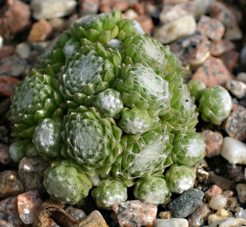 arachnoideum from Cascade de la Pisse