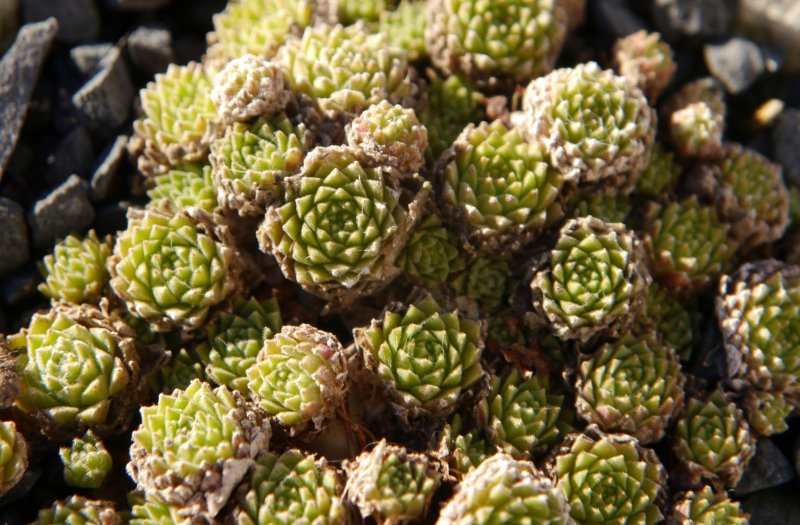 arachnoideum from Cascade de la Pisse
