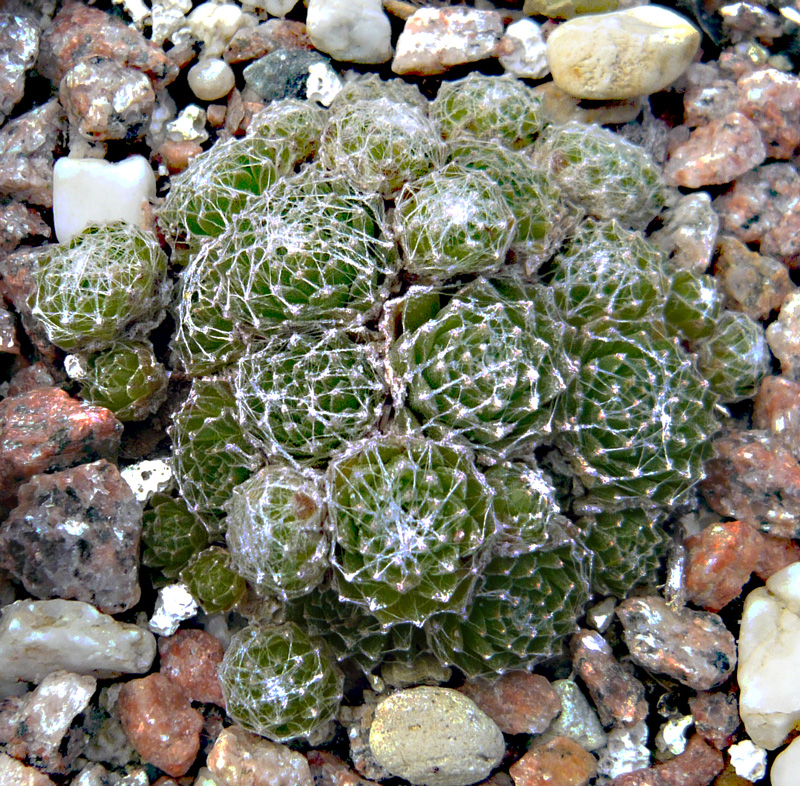 arachnoideum from Cascade de la Pisse