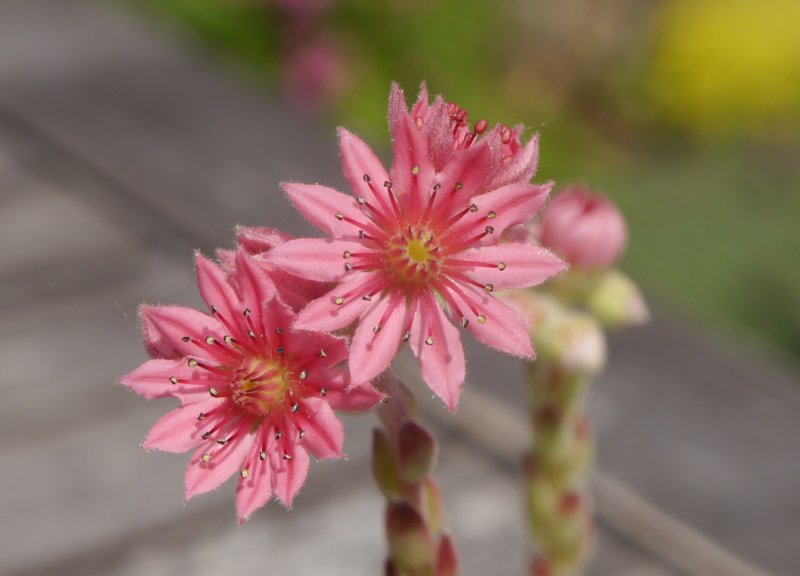 arachnoideum from Cascade de la Pisse