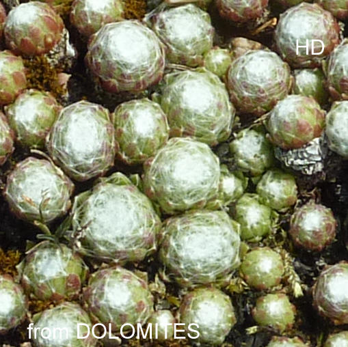 arachnoideum from Dolomites