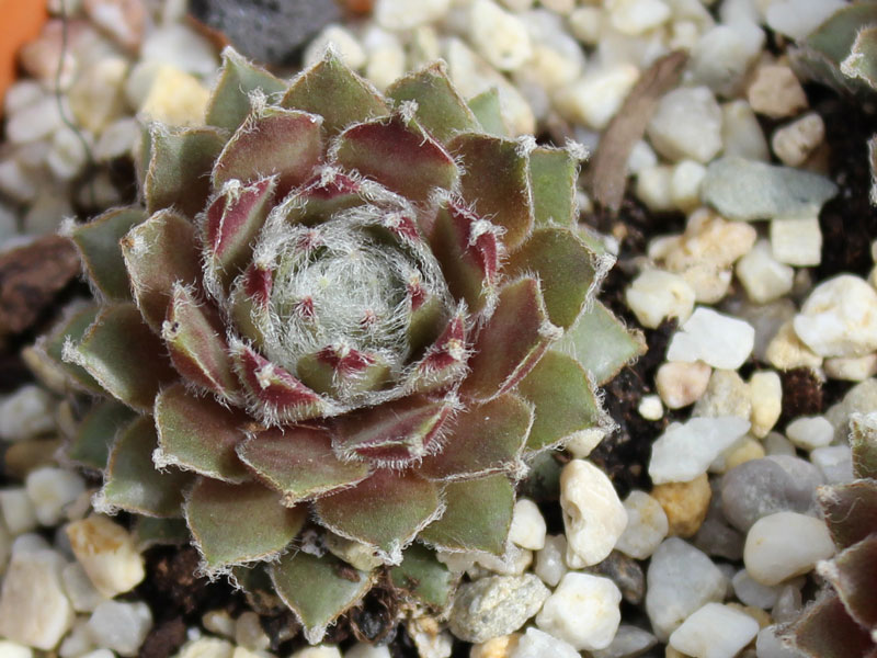 arachnoideum from "Opitz"