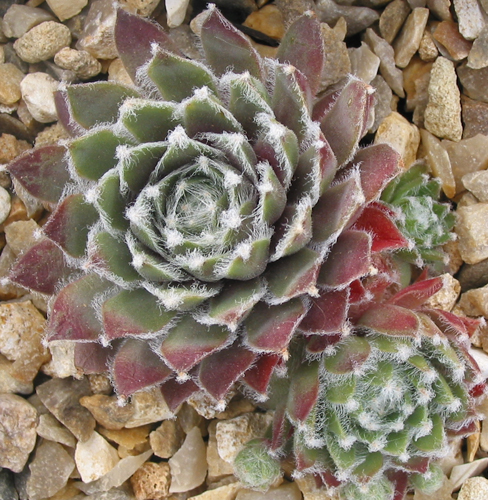 arachnoideum from "Opitz"
