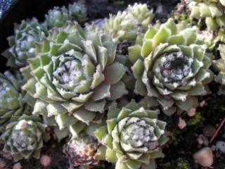 arachnoideum from "Opitz"