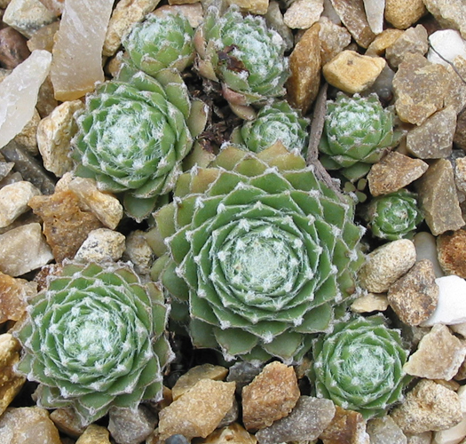 arachnoideum from "Opitz"