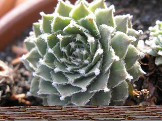 arachnoideum from "Opitz"