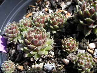 arachnoideum from "Salvoln"