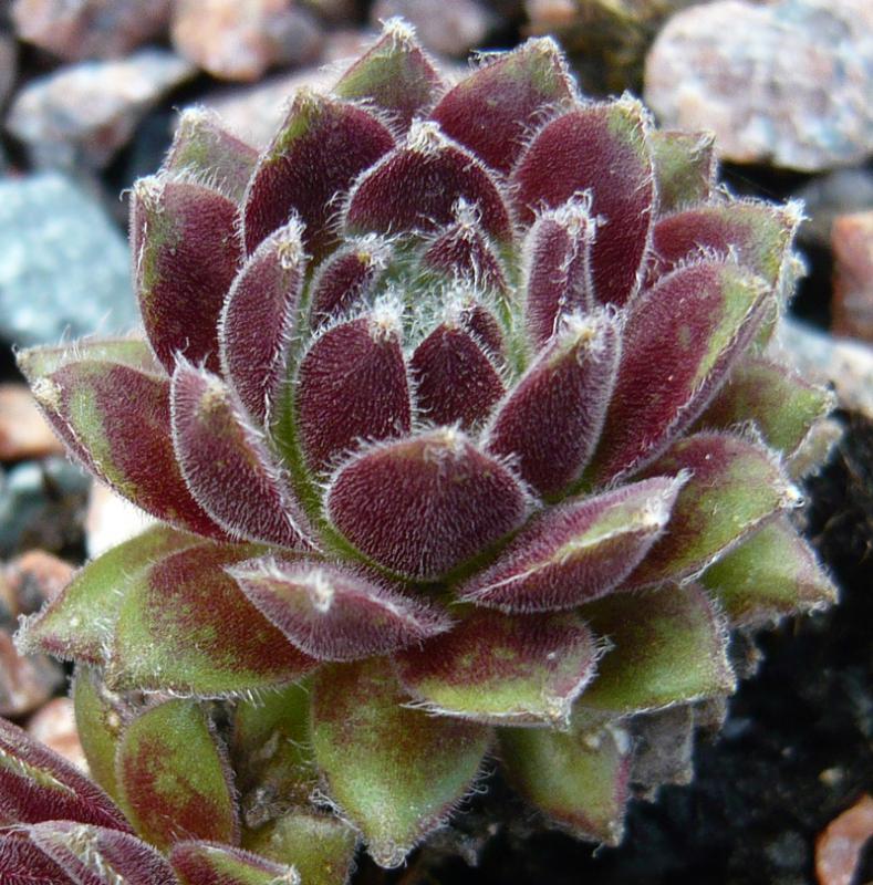 arachnoideum from "Salvoln"
