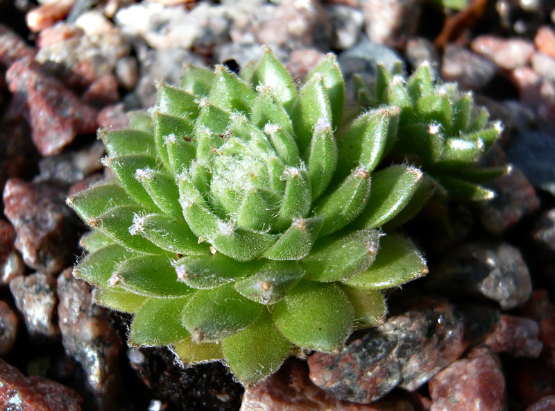 arachnoideum from "Salvoln"