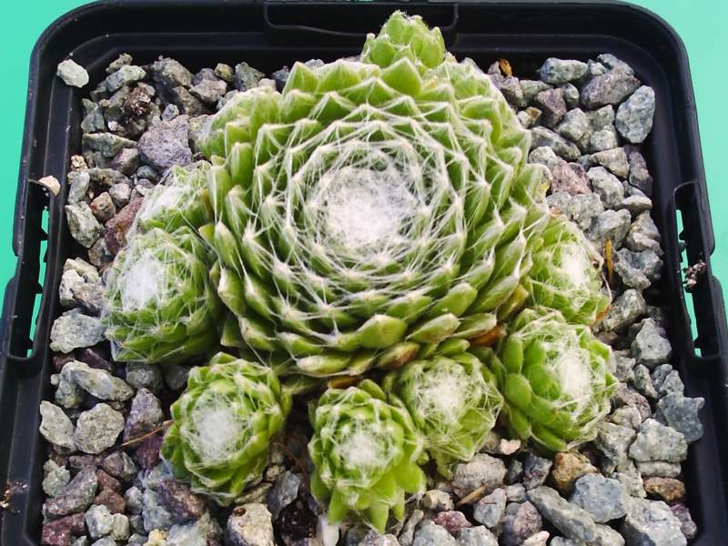 arachnoideum